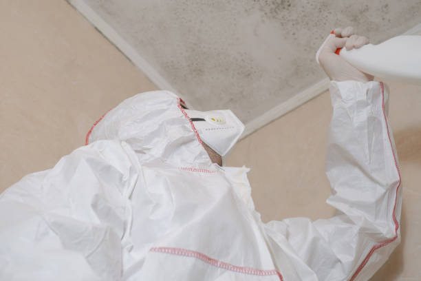 Best Residential Mold Remediation in Lake City, SC