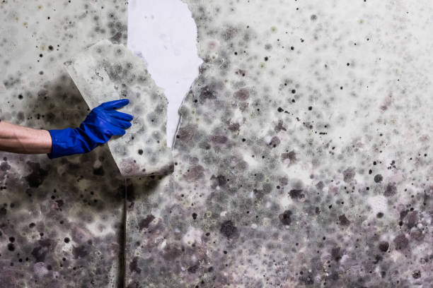 Best Insurance-Related Mold Remediation in Lake City, SC